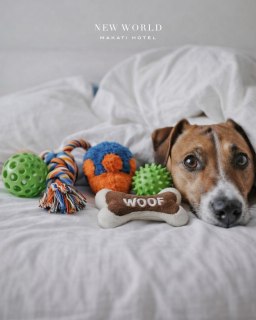 Check in, cuddle up, and let tails wag with joy 🐾​
​
Because family means paws, tails, and unconditional love. Celebrate togetherness with a pet staycation that pampers both you and your furry friend. At New World Makati Hotel, every guest is cherished.​
​
Book a staycation for all your family members today: https://manila.newworldhotels.com/en/posh-petcations/

📞 (02) 8811 6888 (For General inquiries)​
📱 0917 888 4194 (For F&B inquiries)​
📧 enquiry.manila@newworldhotels.com or servicecentre.manila@newworldhotels.com​
🌐 manila.newworldhotels.com​​

#NewWorldMakati #NewWorldMakatiHotel #NewWorldHotels