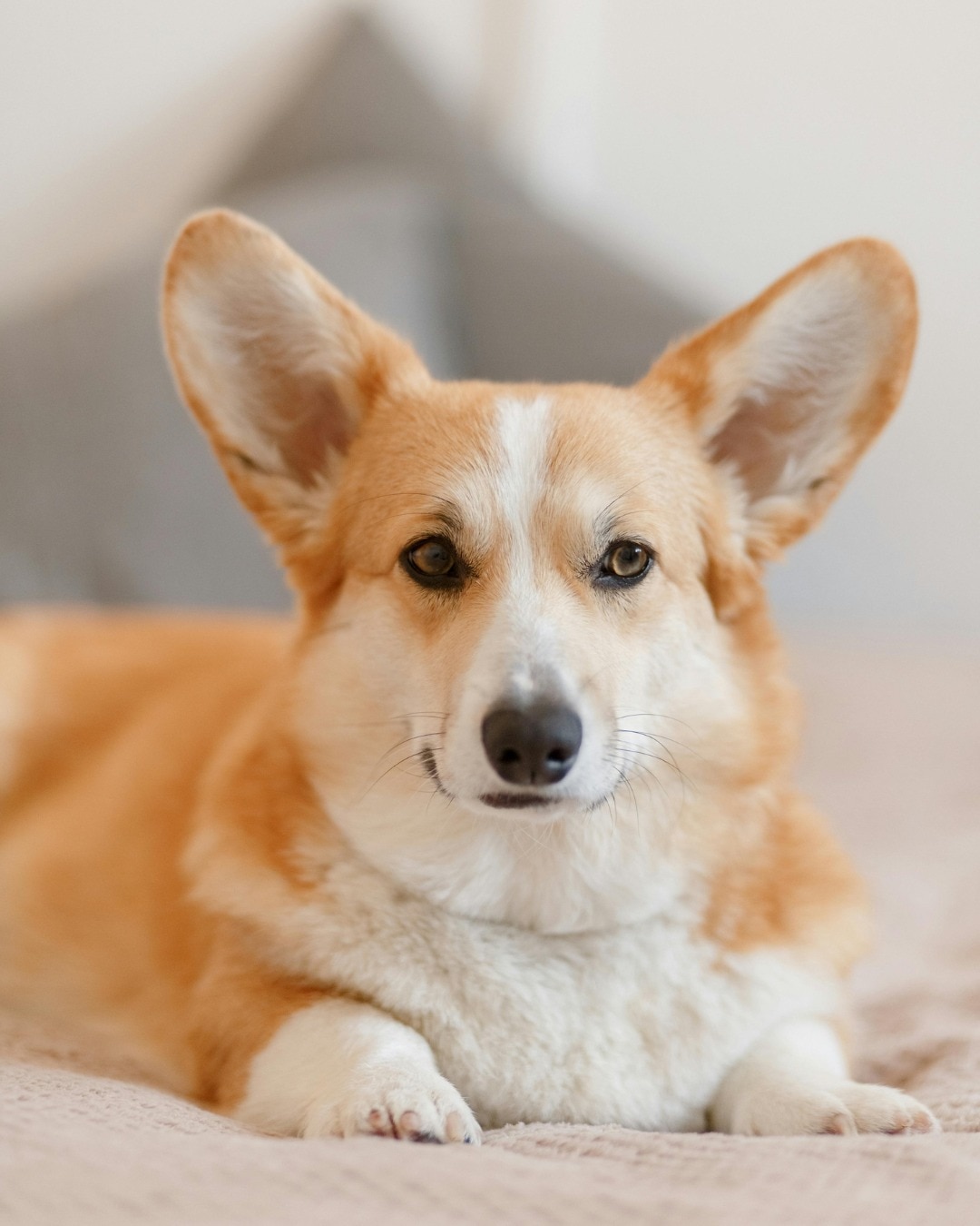 Enjoy a city escape where you and your pets can relax, recharge, and make new memories together. Our Posh Petcation is designed for comfort and convenience — for both you and your furry companions.

We welcome up to two pets per room, with the first pet included in the package and a minimal fee for the second.

Package inclusions: 
Cozy pet bed 
Food and water bowl
Pet toy and brush
Cleaning fee included

Requirements:
Domestic, trained dogs or cats under 3 feet in height
Full vaccination and health certificate required
Pets must be leashed in public areas and are not allowed in restaurants or fitness facilities

Plan your next Posh Petcation: https://manila.newworldhotels.com/en/posh-petcations/

#NewWorldMakati #NewWorldMakatiHotel #NewWorldHotels #PoshPetcation #PetFriendlyHotel